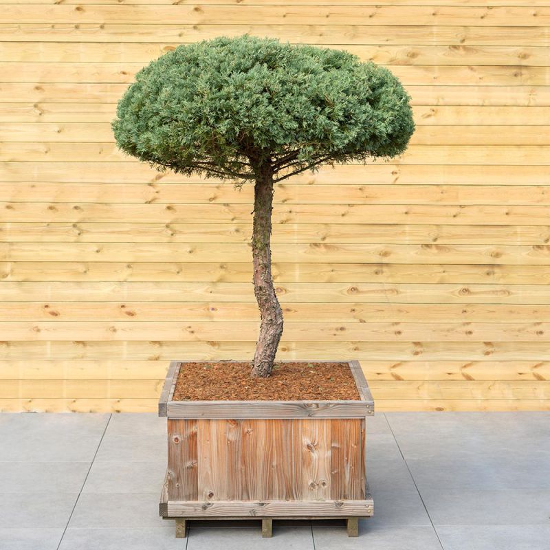 Genévrier "Hetzii" Taille bonsaï - Juniperus Medi "Metzii ...