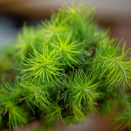 Mélèze du japon - Larix "Kaempfrei"