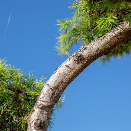 Mélèze du japon - Larix "Kaempfrei"