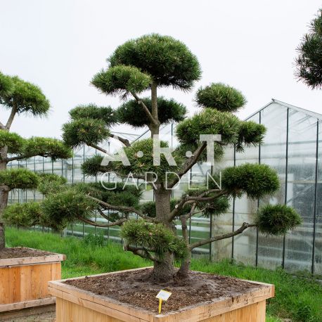 Arbres Nuages japonais - Bonsai Geant Pinus mugo Gnom