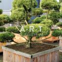 Pinus mugo Mughus taille 150/+ caisse bois 110x110