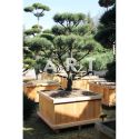 Pinus sylvestris Norsky taille 150/175 caisse bois 100x100