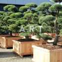 Pinus sylvestris Norsky taille 175/200 caisse bois 110x110