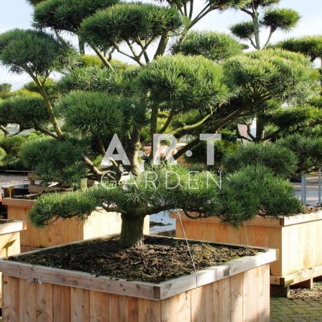 Arbre nuage Pinus sylvestris Norsky taille 200 caisse bois 120x120