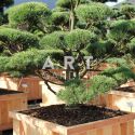 Pinus sylvestris Norsky taille 175/200 caisse bois 110x110