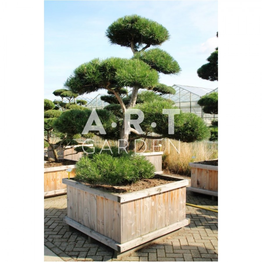 Pinus nigra Nigra taille 200/225 caisse bois 110x110