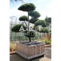 Pinus nigra Nigra taille 200/225 caisse bois 110x110