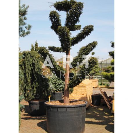 Taxus baccata Dovastoniana taille 250/+ contenair 700L